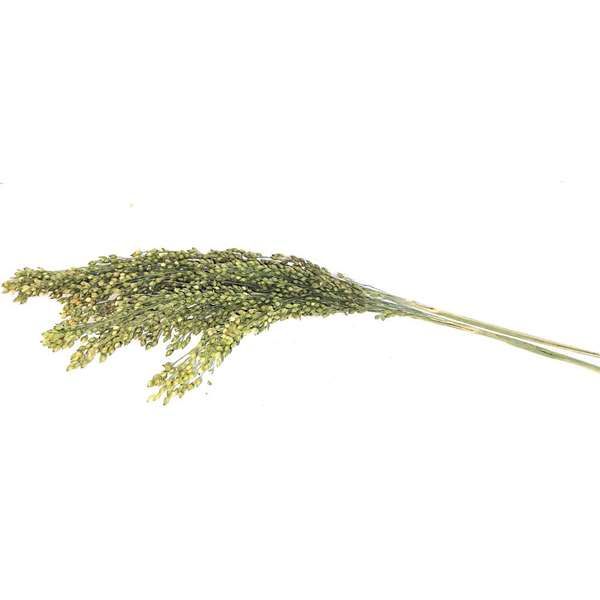 Halbreife Silberhirse tiefgekühlt 1000g