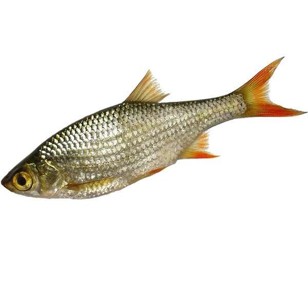 Ein ganzer Rotaugenfisch mit silbrig glänzenden Schuppen, orangeroten Flossen und einem auffällig goldgelben Auge. Der Fisch liegt seitlich und ist vollständig sichtbar.
