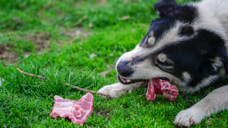 Barf-Plan-Hunde Barf-Plan-Hunde