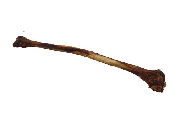 Strauß Flügel Knochen stck. ca. 30cm