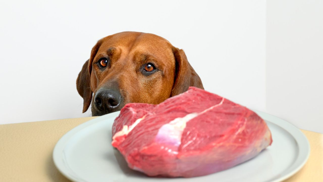 frischfleisch-fuer-hunde frischfleisch-fuer-hunde