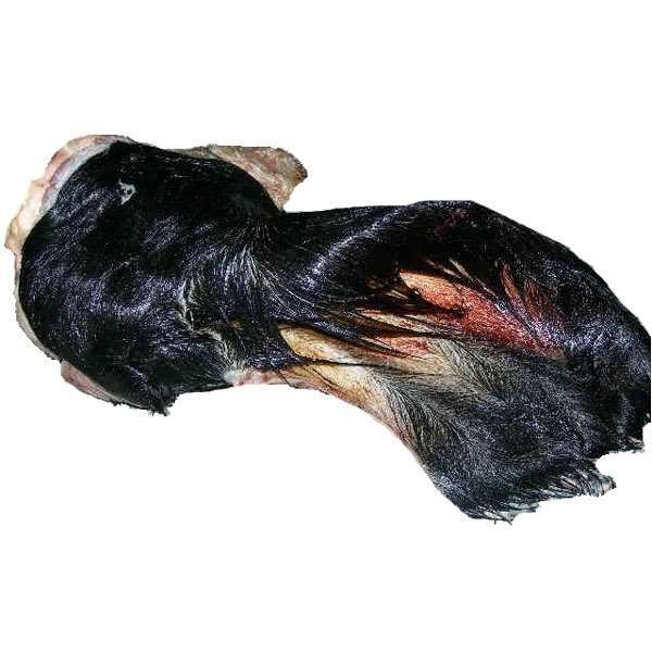 Ein unbehandeltes, rohes Rinderohr mit schwarzem Fell und vollständiger Ohrmuschel. Das naturbelassene Einzelfuttermittel eignet sich als Kauartikel für Hunde zur Zahnpflege und natürlichen Beschäftigung – abgebildet ist 1 Stück