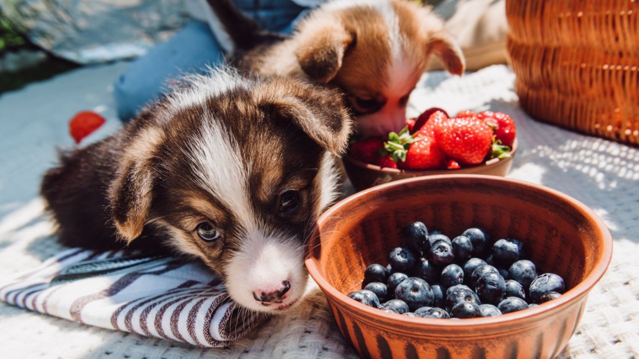 Hund-Beeren Hund-Beeren