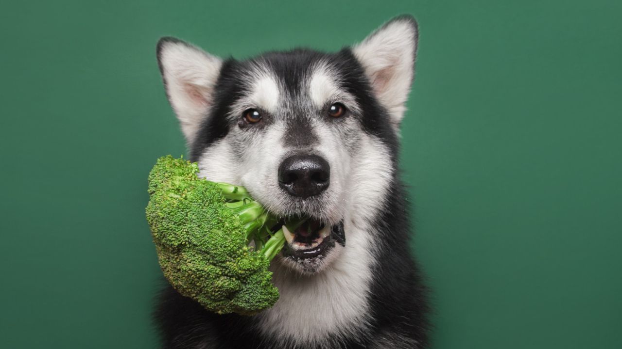 Hund-Gemuese Hund-Gemuese