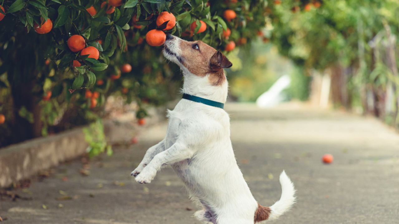 Hund-Obst Hund-Obst