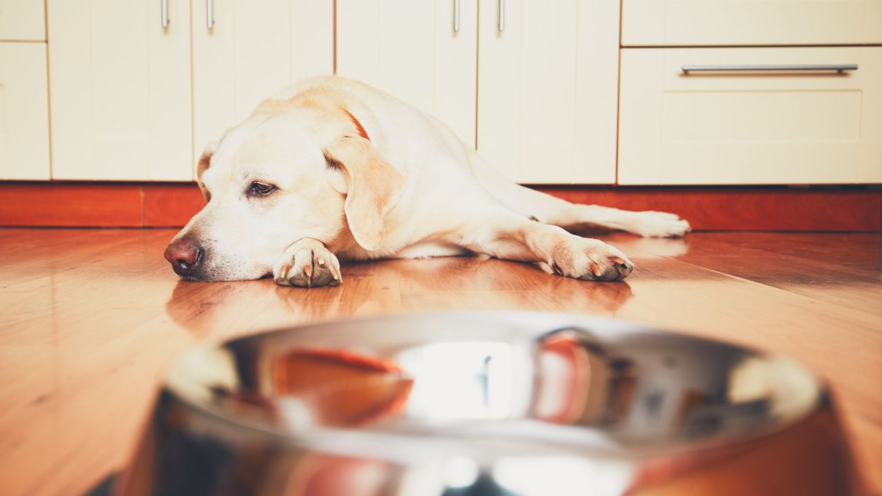 sodbrennen-beim-hund sodbrennen-beim-hund