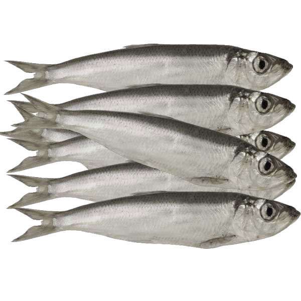 Mehrere ganze, silbrig glänzende Sprotten liegen nebeneinander. Die Fische sind vollständig erkennbar, mit Kopf, Flossen und Schwanz, und zeigen eine glatte, glänzende Oberfläche.