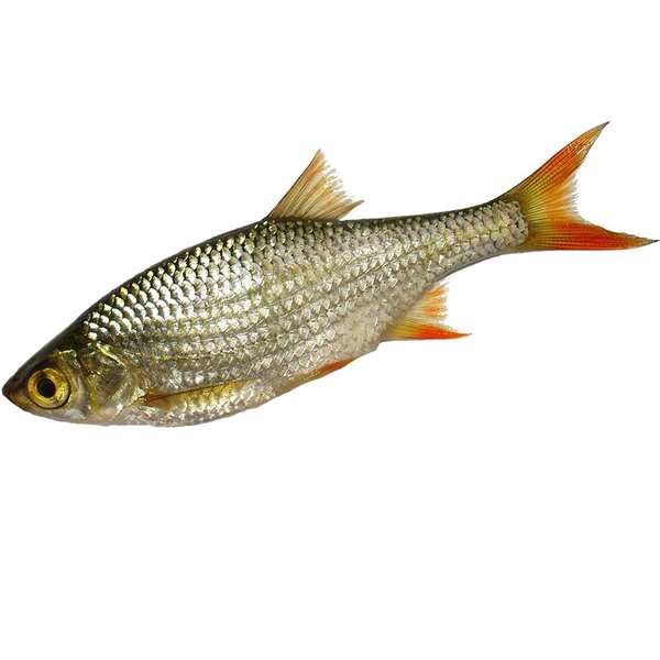 Ein ganzer Rotaugenfisch mit silbrig glänzenden Schuppen, orangeroten Flossen und einem auffällig goldgelben Auge. Der Fisch liegt seitlich und ist vollständig sichtbar.